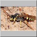 Nomada lathburiana - Wespenbiene m07.jpg